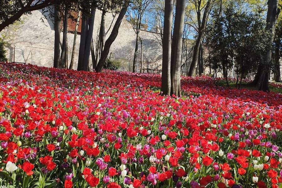 Spring (April – May): tulips and perfect walking weather